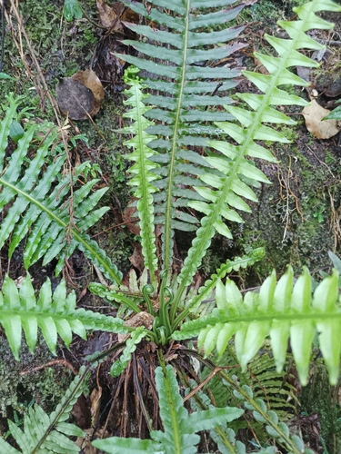 Plagiogyria stenoptera iNat (2)