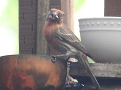 Haemorhous mexicanus