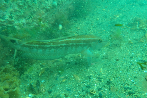 Brazilian sandperch (Pinguipes brasilianus) — Pinguipedidae