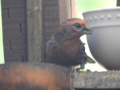 Haemorhous mexicanus