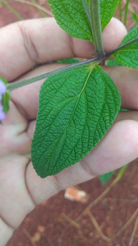 Image of Lantana trifolia by (c) luccasfernandes, some rights reserved (CC BY-SA)