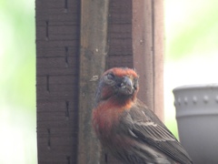 Haemorhous mexicanus