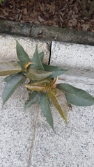 Ficus virens sublanceolata