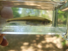 Lythrurus umbratilis