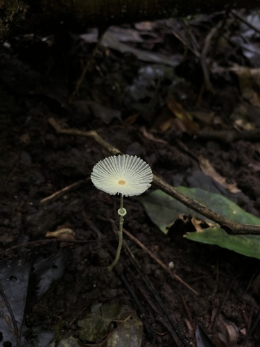 Fragile Dapperling