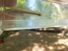 Lythrurus umbratilis