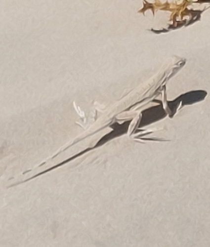 Fringe-toed Sand Lizard, Uma exsul