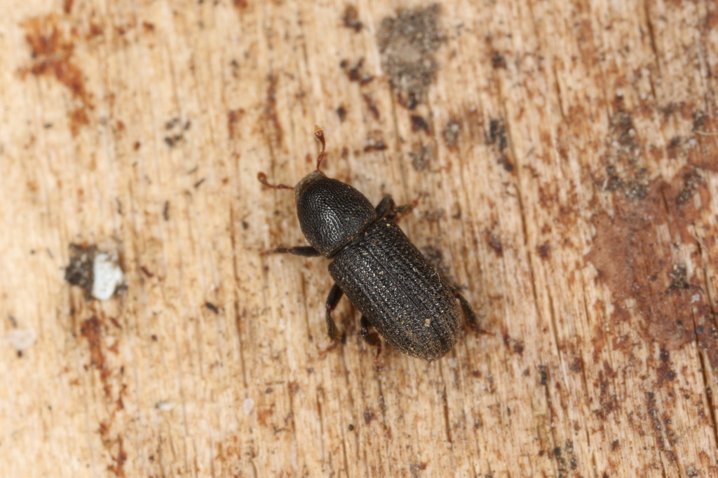 Bark beetle