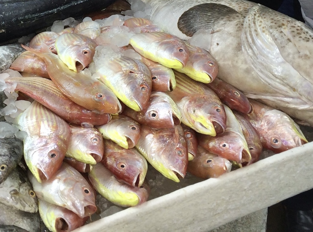 Japanese threadfin bream