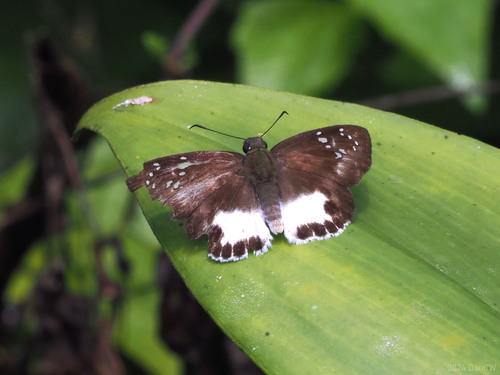 Tagiades trebellius (Hopffer, 1874)