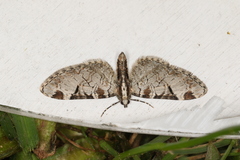 Eupithecia insigniata