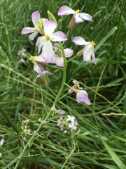 Raphanus sativus raphanistroides