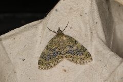 Acasis viretata