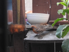 Haemorhous mexicanus