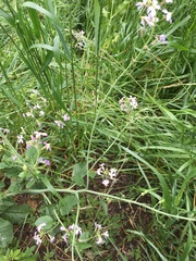 Raphanus sativus raphanistroides