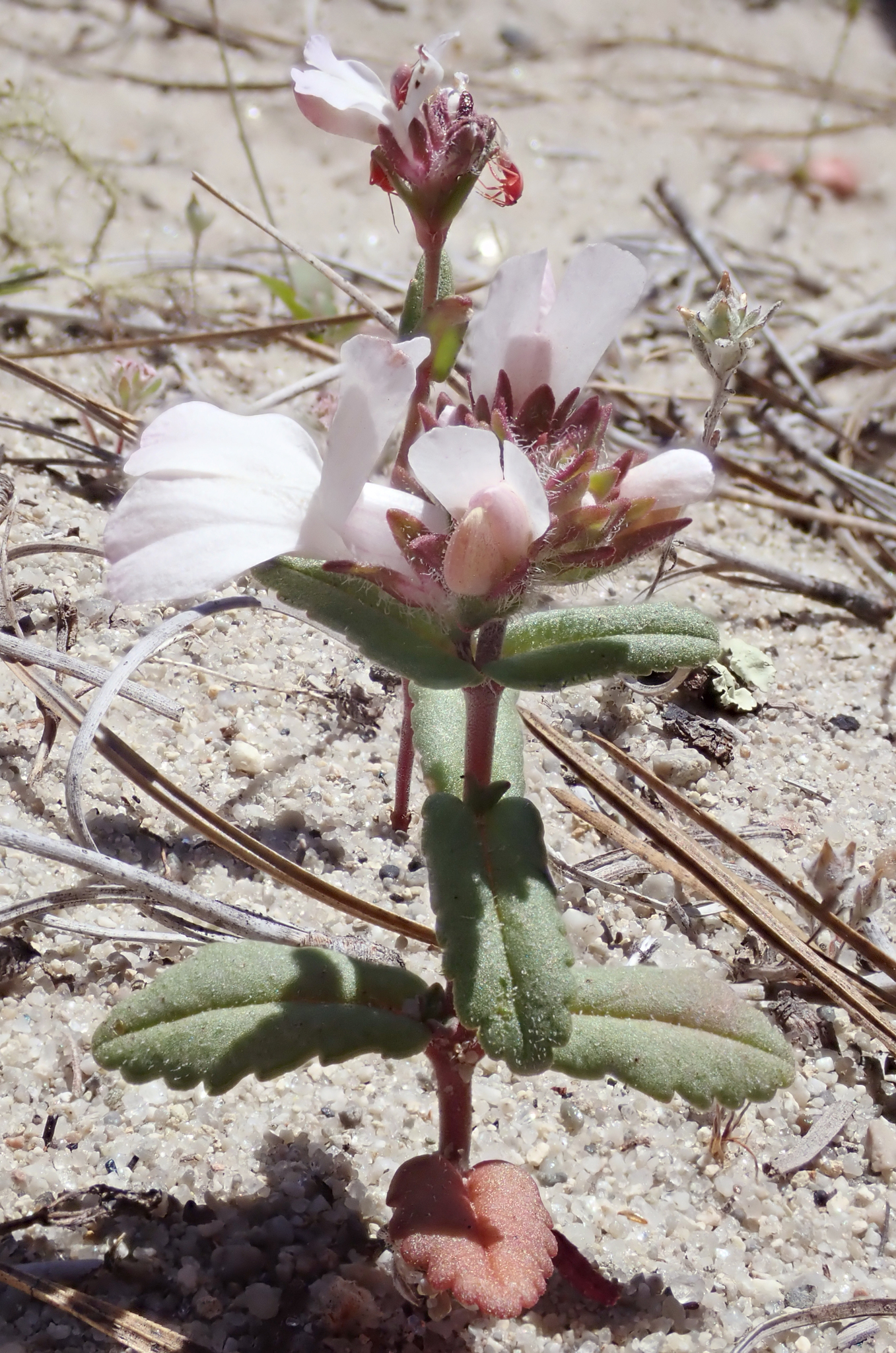 Collinsia bartsiifolia var. bartsiifolia