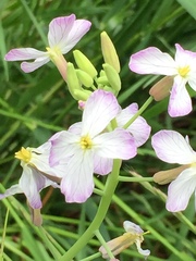 Raphanus sativus raphanistroides