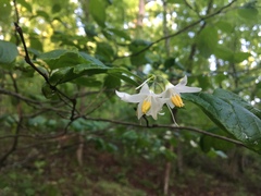 Styrax