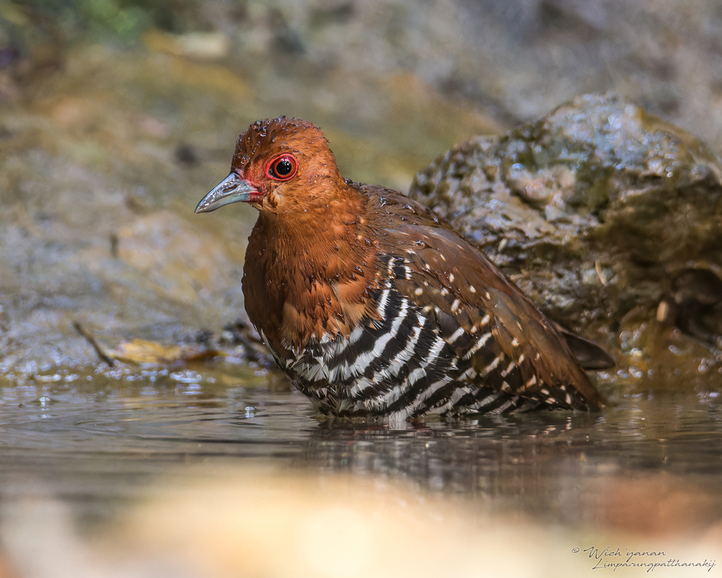 Red-legged Crake from Krung Ching, Nopphitam District, Nakhon Si ...