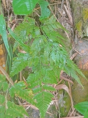 Davallia denticulata