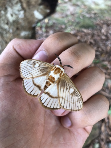 Strigivenifera venata