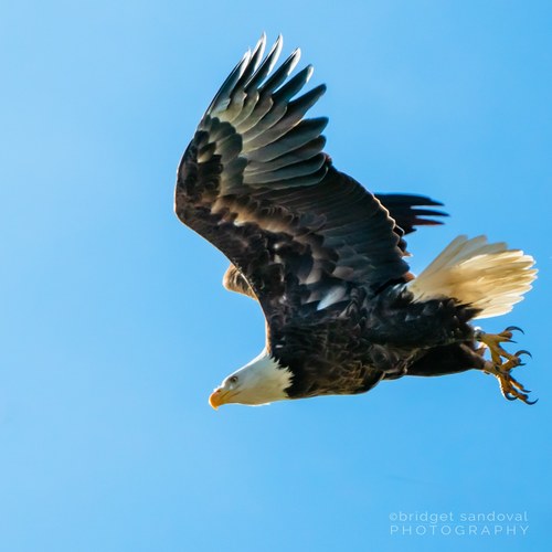 Bald Eagle photographed in Colorado
