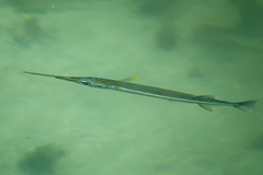 Redfin Needlefish photo 1