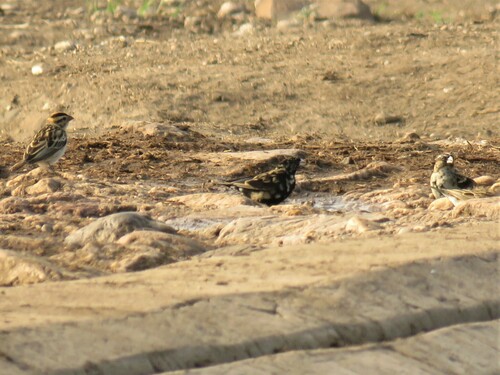 Purple Indigobird (Vidua purpurascens), photo 4