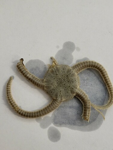 Notched brittle star