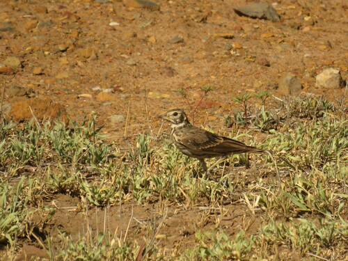 Dusky Lark (Pinarocorys nigricans), photo 8