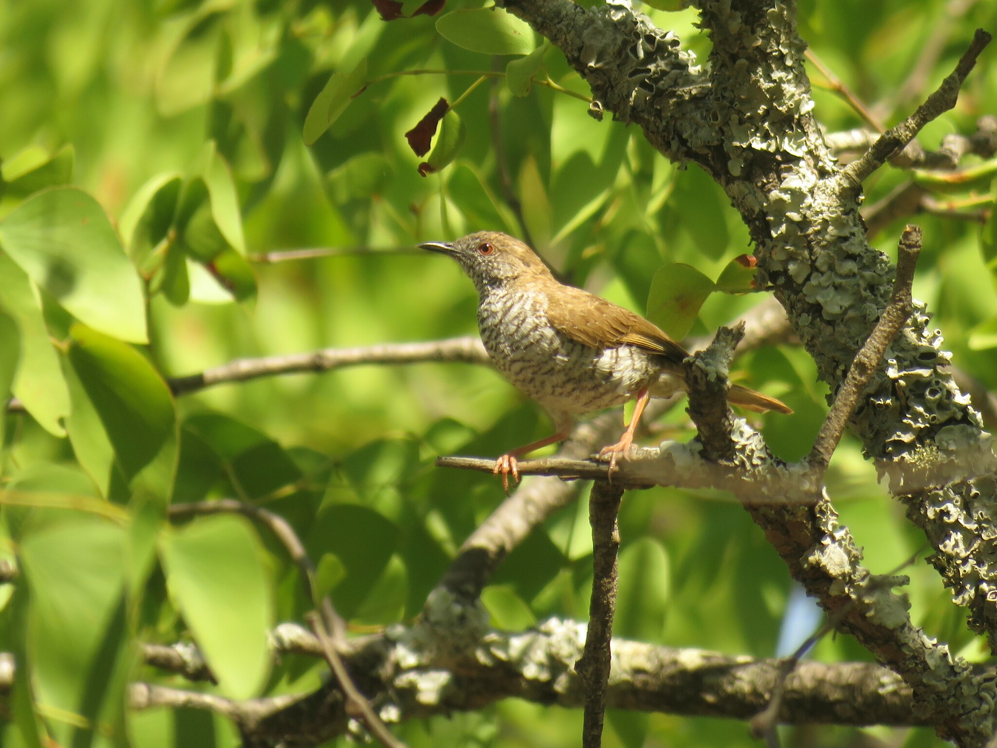 Stierling's Wren-Warbler illustration