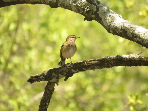 Witbrauwwaaierstaart (Cercotrichas leucophrys)