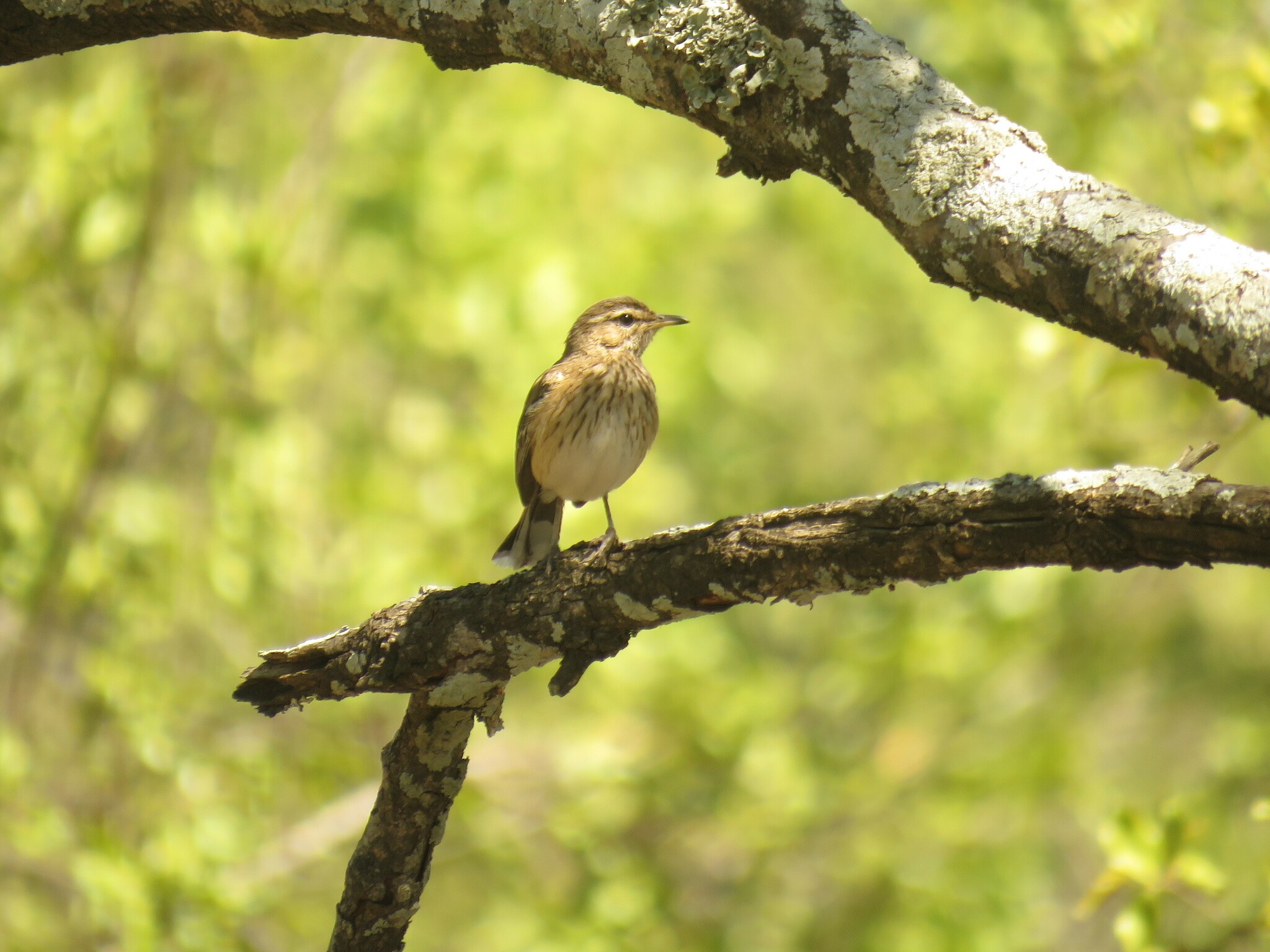 White-browed Scrub Robin (Cercotrichas leucophrys)