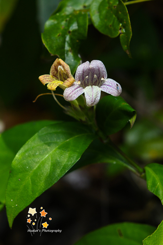 Chroesthes lanceolata observed 2021-03-03