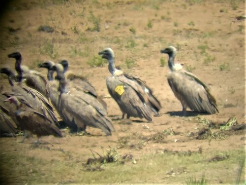 Buitre dorsiblanco africano (Gyps africanus)