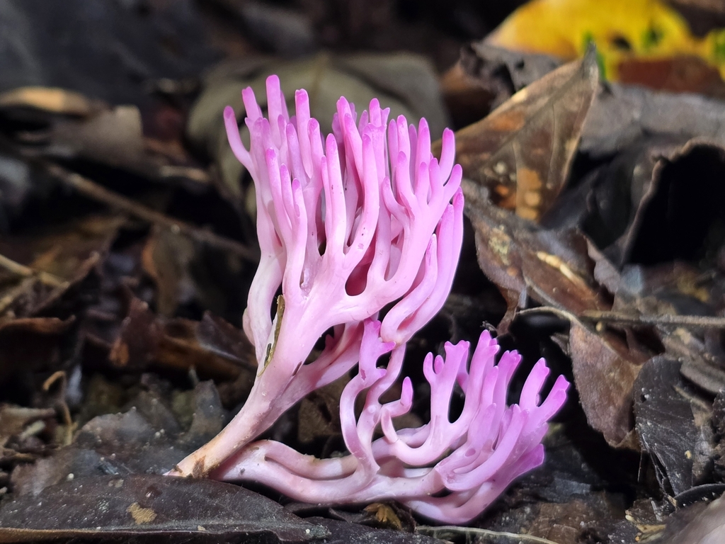 Clavaria schaefferi · March 2024 · photo: © alan_rockefeller (iNaturalist, cc-by-sa)