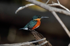 Chloroceryle aenea image