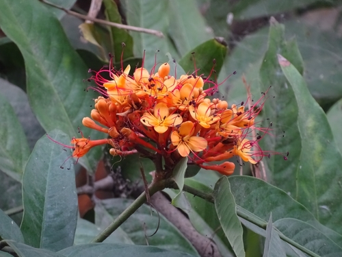 Image of Saraca asoca by (c) Sandipan Das, some rights reserved (CC BY)