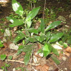 Lithospermum helleri