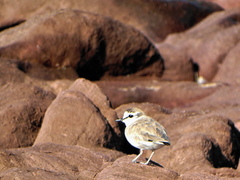 Charadrius marginatus mechowi