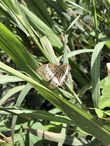 Common Glider