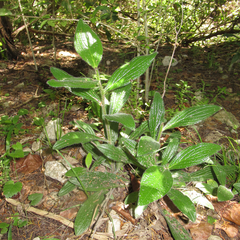 Lithospermum helleri