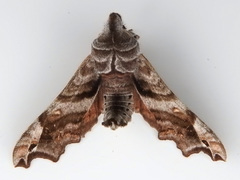Deidamia inscriptum