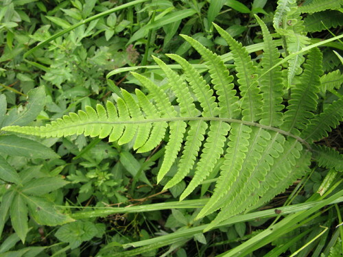 Deparia japonica iNat (3)