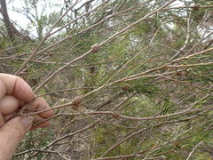 Melaleuca uncinata