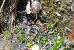 Odontomachus erythrocephalus