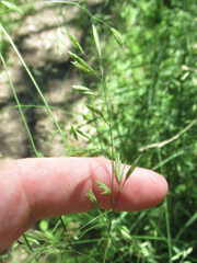 Festuca versuta