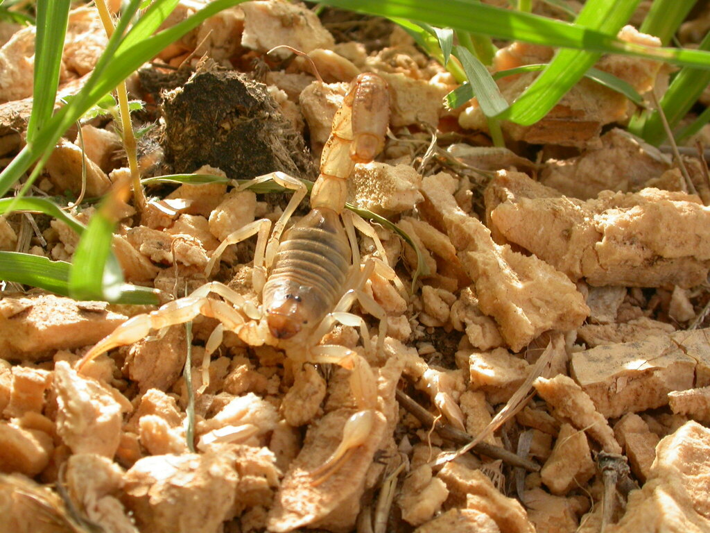 Androctonus burkinensis
