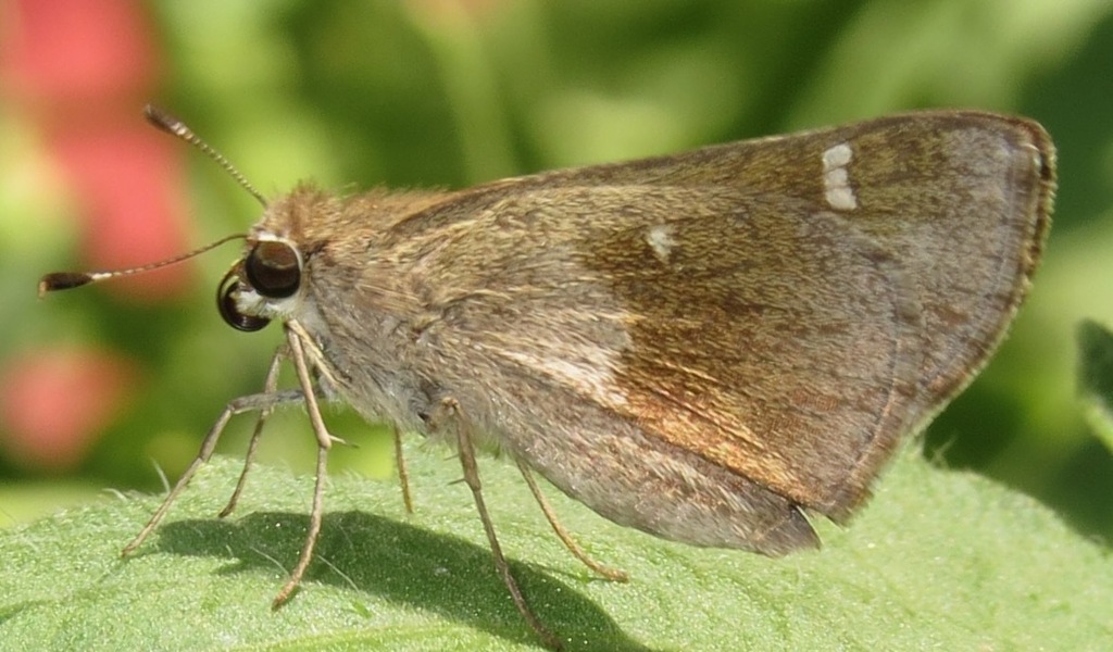 Violet-clouded Skipper From Campus Farm, Tucson, Az, Usa On May 2, 2015 