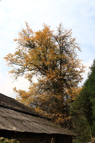 ginkgo